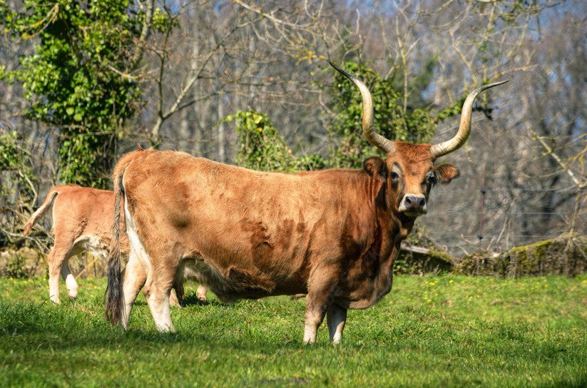 CARNE VACUNO