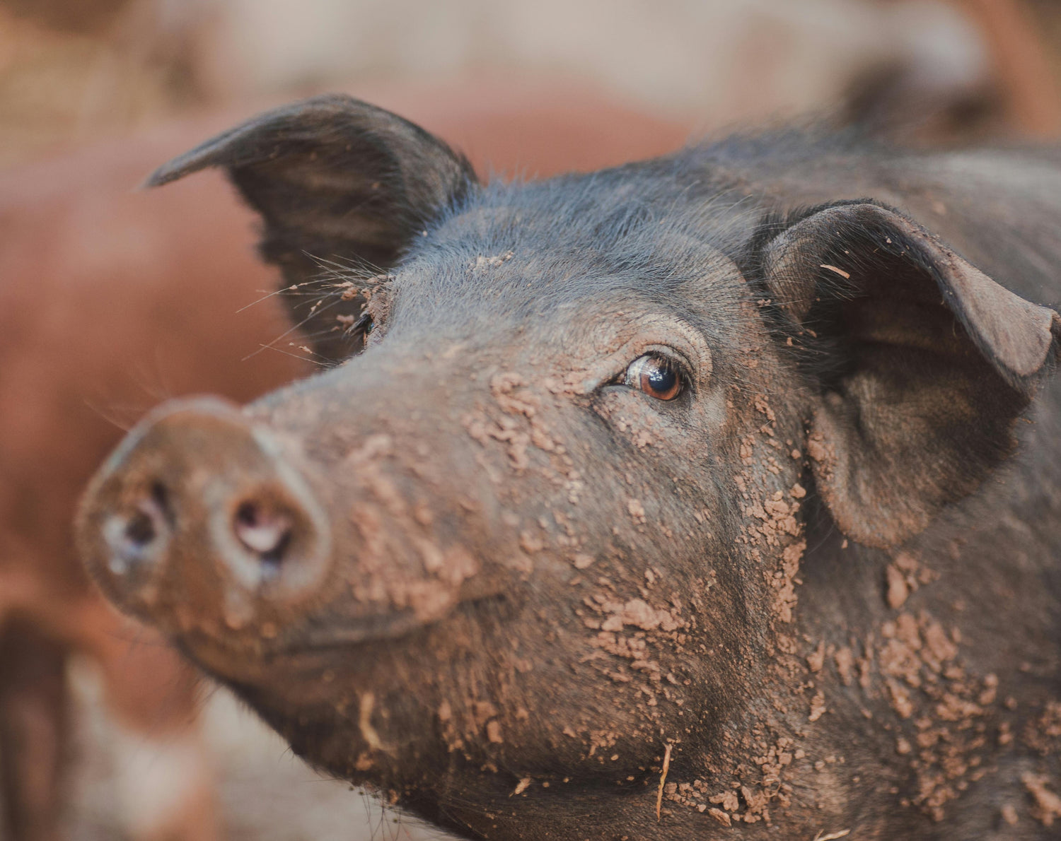 CERDO IBÉRICO
